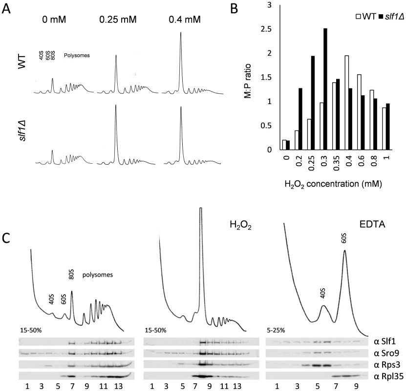 Slf1p is associated with actively translating ribosomes during oxidative stress conditions.