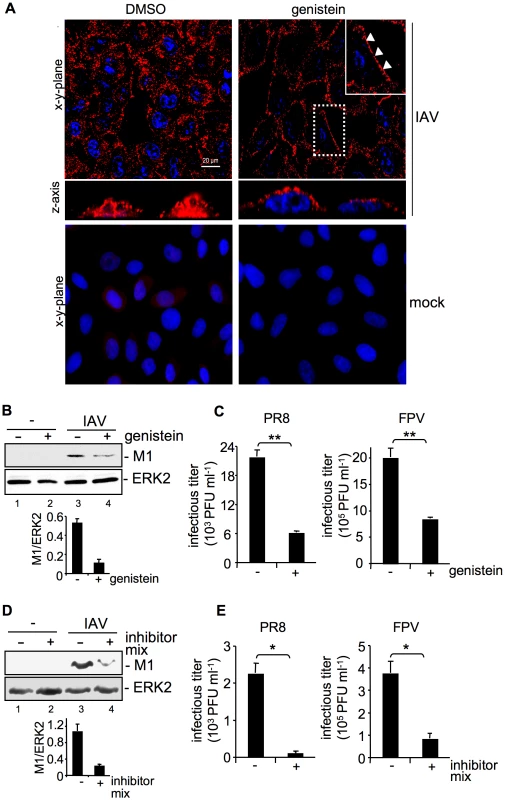 Tyrosine kinase activity is required for efficient uptake of IAV.