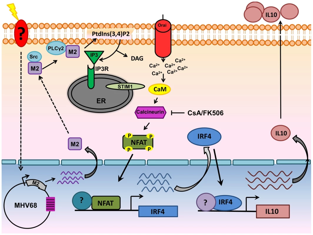 Model of M2 mediated IL-10.