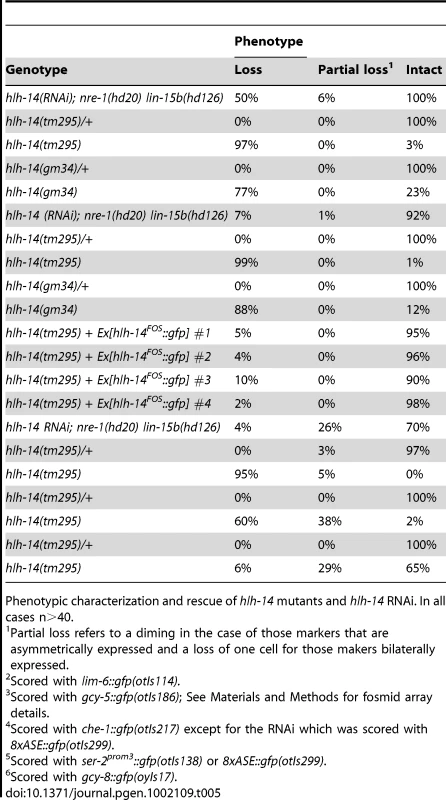 <i>hlh-14</i> is required for the ASE neurons and several other neurons in the same lineage branch.