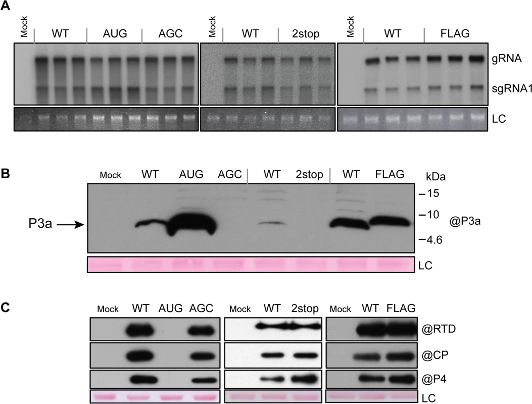 Protoplast infection with TuYV-ORF3a mutants.