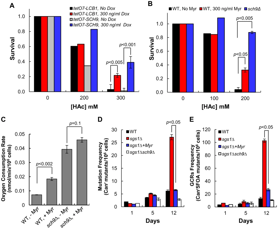 Down-regulating sphingolipid synthesis enhances CLS by Sch9-dependent mechanisms.