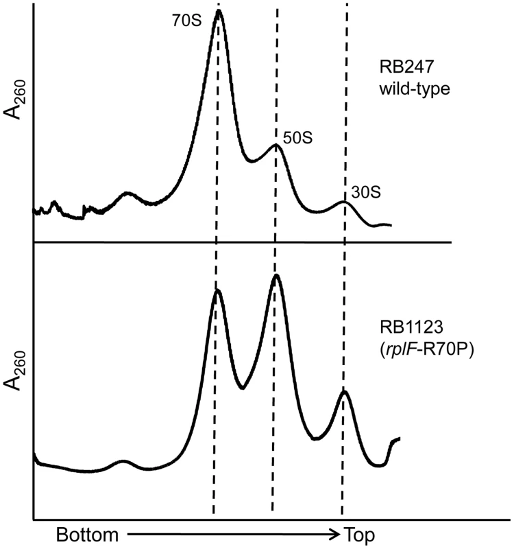 Mutations in L6 protein affect subunit joining/interaction.