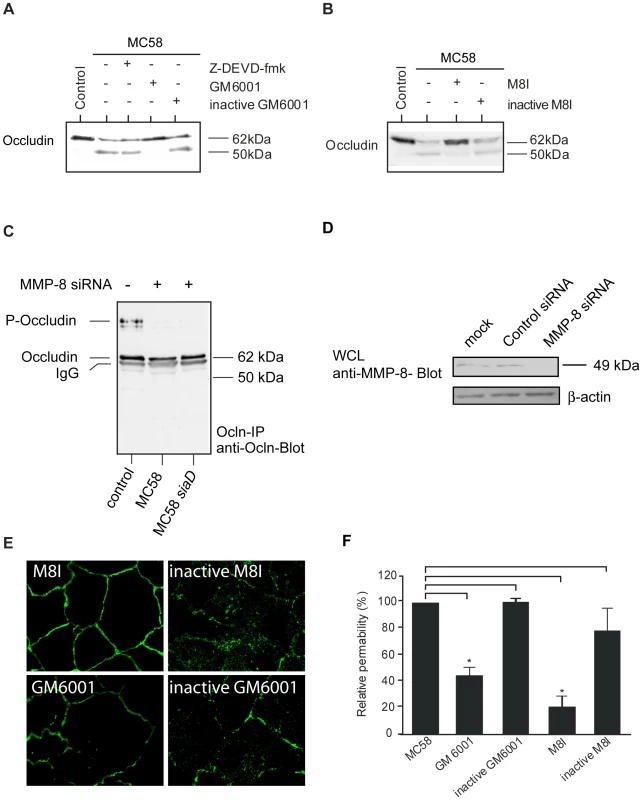 Immunoblot analysis demonstrating that occludin proteolysis after <i>N. meningitidis</i> infection is blocked by MMP inhibitors and MMP-8 siRNA transfection.