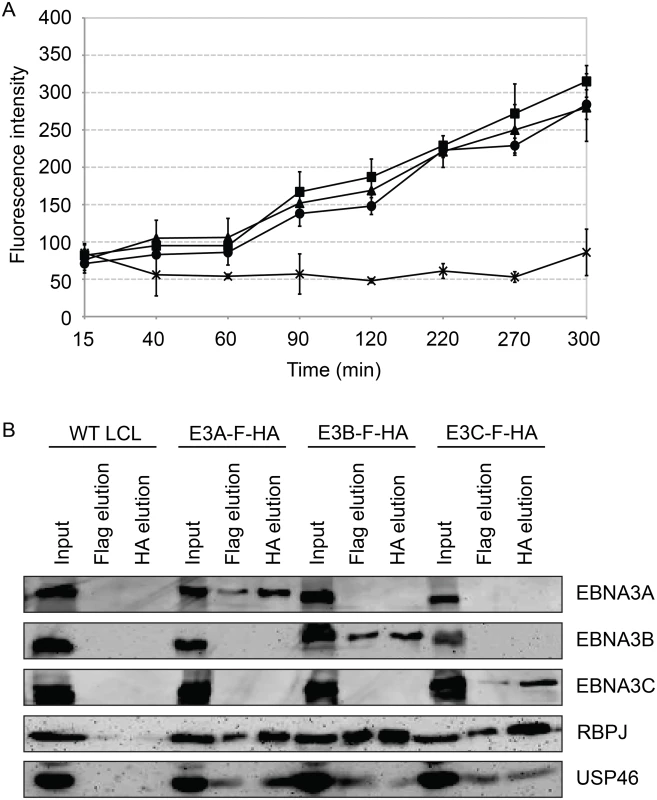 Purified EBNA3 complexes exhibit DUB activity.