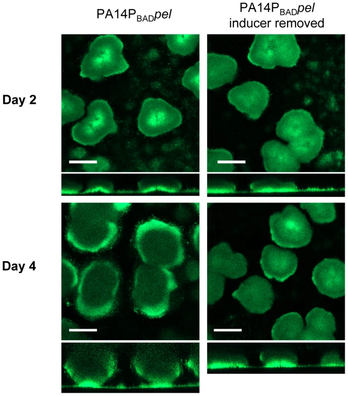 Continuous Pel production is required for biofilm growth, not maintenance of existing biofilm structure.