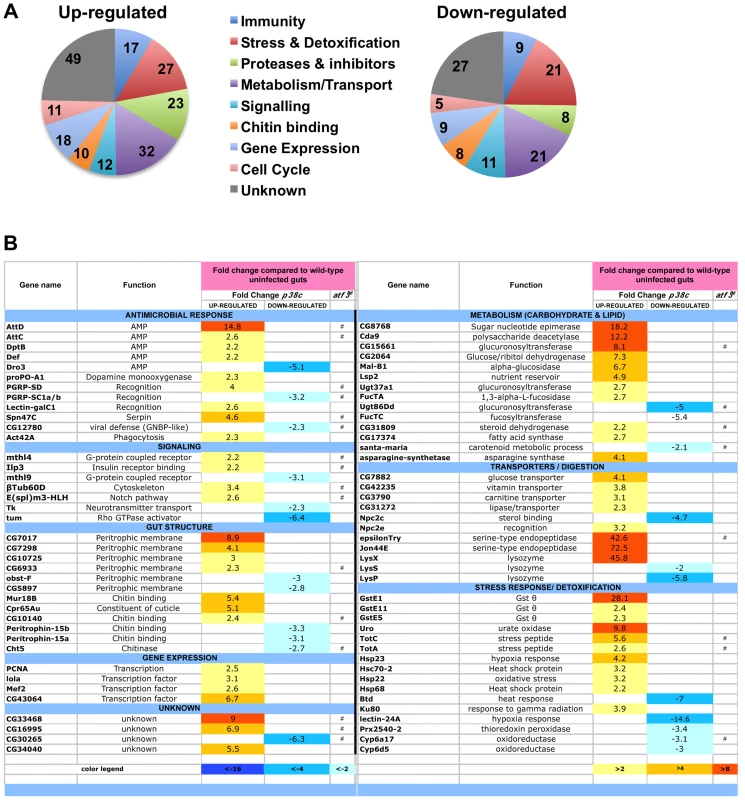 Genes involved in antimicrobial response, stress response, and metabolism are differentially regulated in <i>p38c<sup>7B1</sup></i> flies.