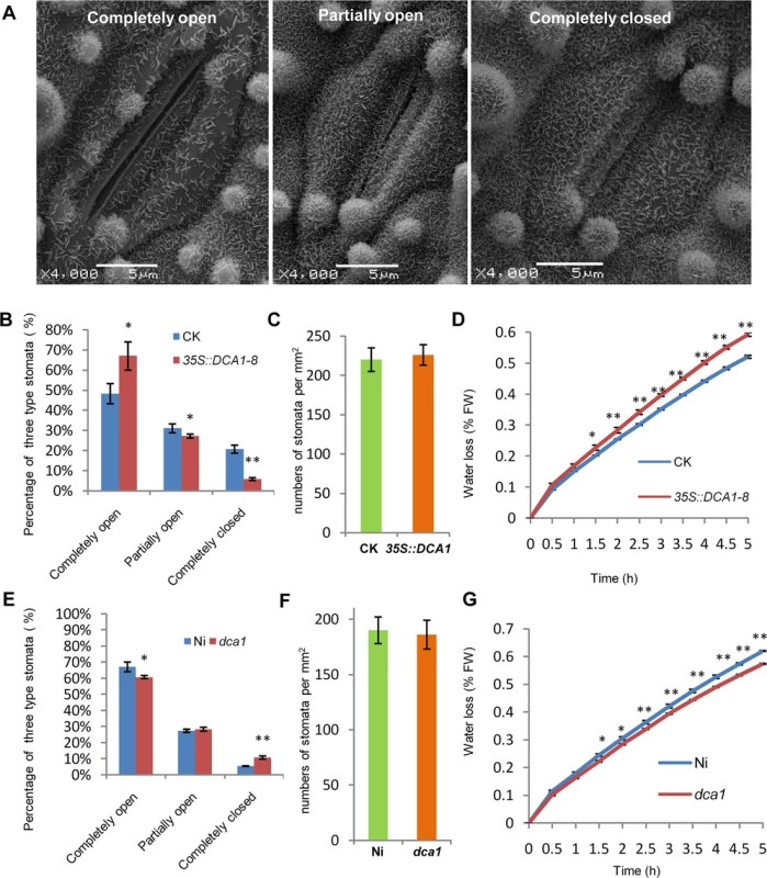 <i>DCA1</i> affects stomatal aperture.