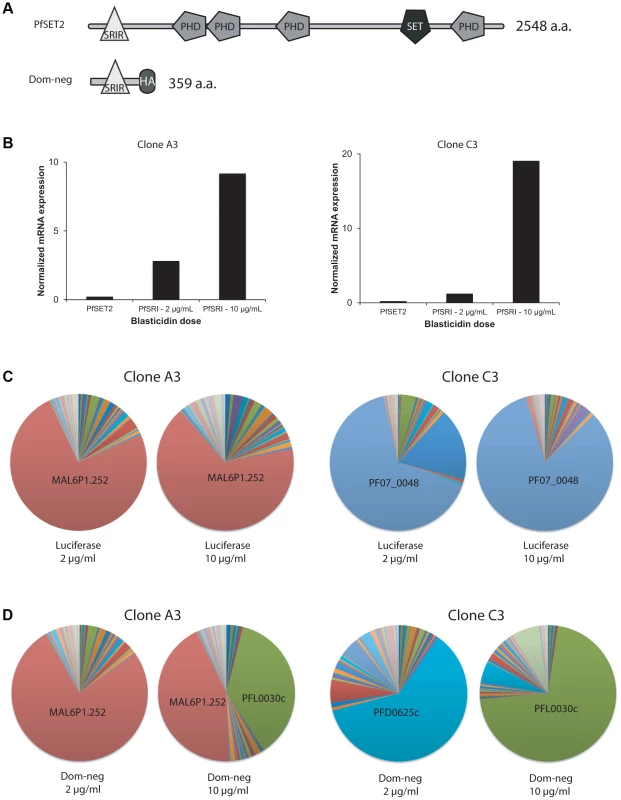 Over-expression of a dominant-negative version of PfSET2 in cultured parasites.