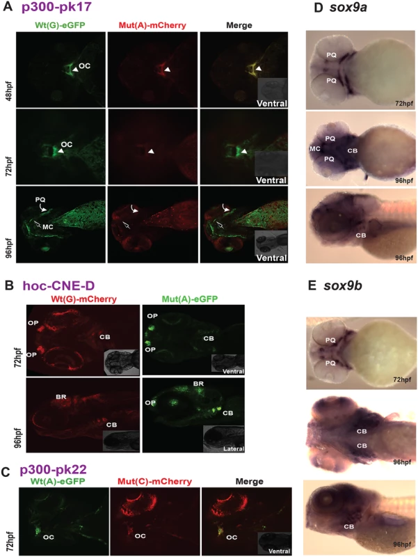 New enhancers from the SOX9 region with PRS-associated single nucleotide variants.