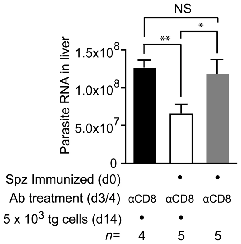 Cells primed weeks after immunization can inhibit parasite development.