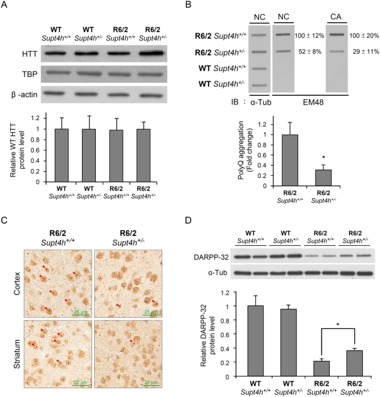 Mutant HTT aggregation in the brain of R6/2 mice deleted for one <i>Supt4h</i> allele.