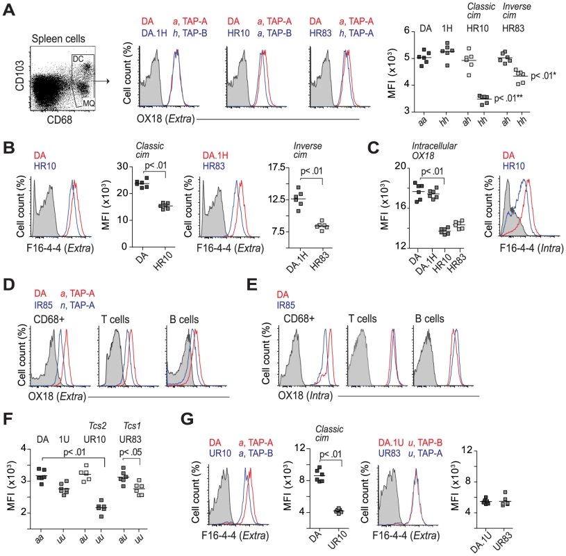 Regulation of class I expression by classical and inverse cim.