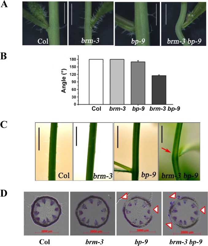 Phenotype of the node in <i>brm-3</i>, <i>bp-9</i>, and <i>brm-3 bp-9</i> mutants.