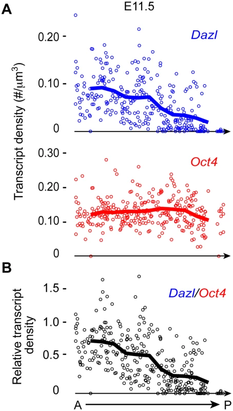 <i>Dazl</i> expression in germ cells displays an A-P gradient along the genital ridge.