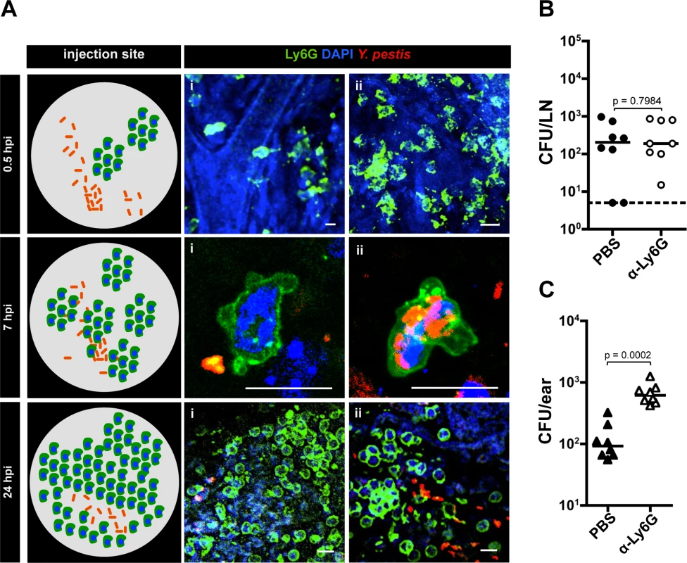 Role of neutrophils during infection.