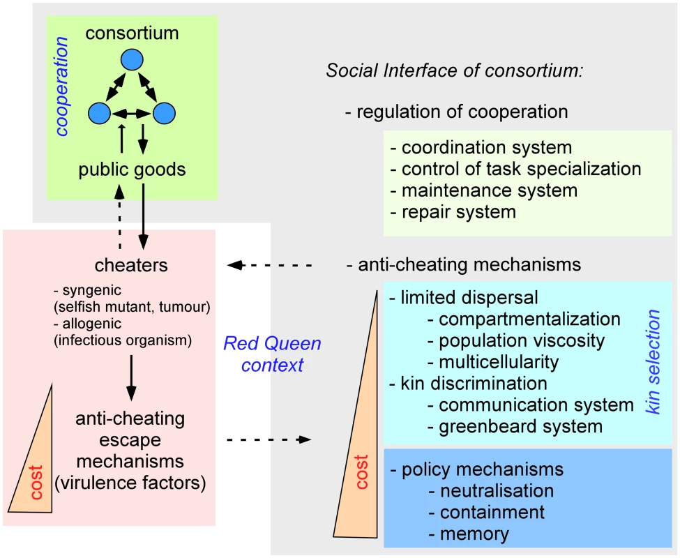 Role of the social interface in consortia.