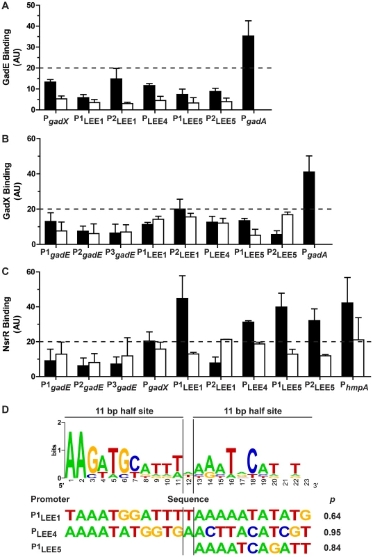 Binding of GadE, GadX and NsrR on various promoter regions.