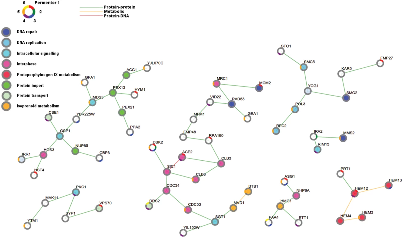 Adaptive pathways are involved in cell cycle, DNA repair and protoporphyrinogen metabolism.
