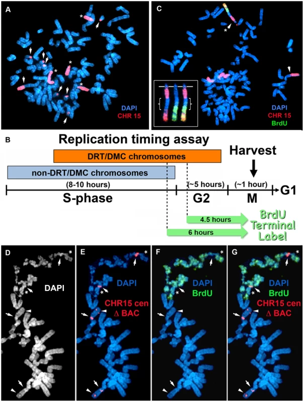 Chromosome rearrangements and delayed replication of a Cre/loxP-mediated deletion (∼135 kb) in chromosome 15.