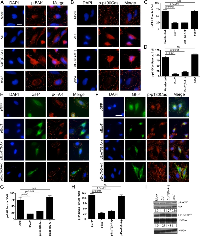 ExoT and ADPRT disrupt focal adhesion sites.