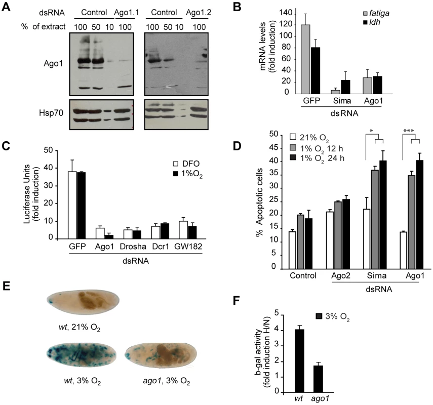 Argonaute 1 (Ago1) and the miRNA machinery are necessary for adaptation to hypoxia.