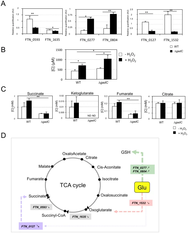 Glutamate transport and metabolism.