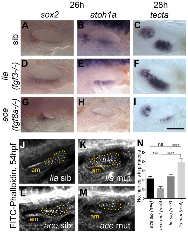 Expression of sensory markers in lia (fgf3<sup>−/−</sup>) and ace (fgf8a<sup>−/−</sup>) mutant embryos.