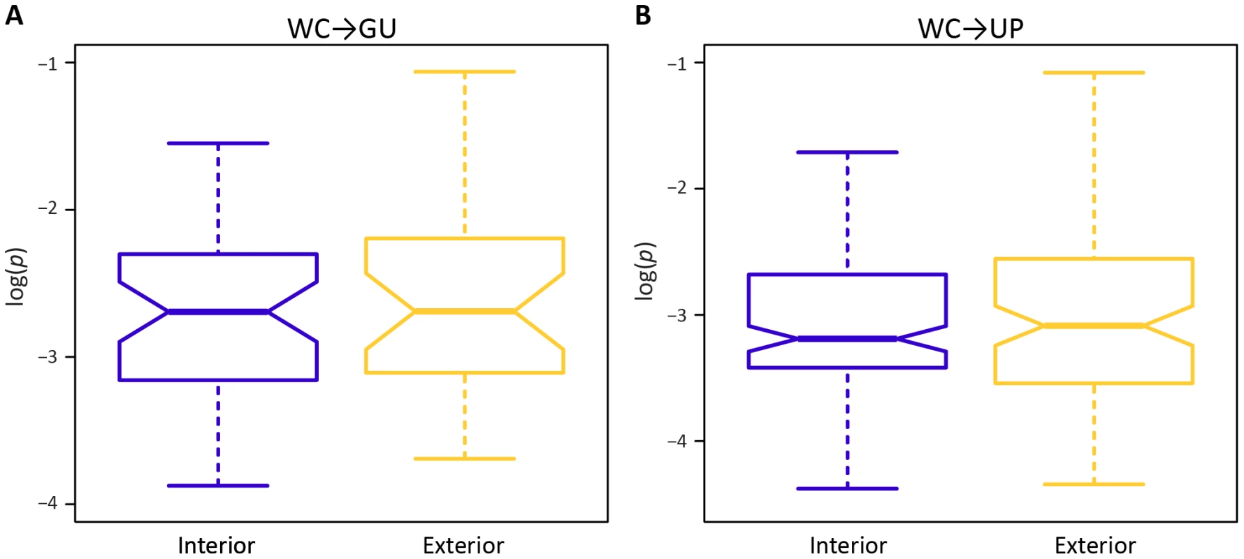 Intra-population frequencies of single-site WC replacement polymorphisms at interior and exterior stem positions.