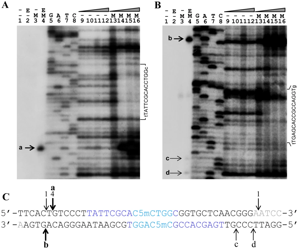 <i>In vitro</i> DNase I protection and cleavage of a double-stranded 164 bp Dcm-methylated synthetic oligonucleotide by purified His<sub>6</sub>-Sco4631.