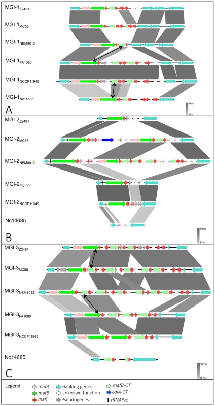 Pairwise comparison of the genetic organization of MGI-1, MGI-2 and MGI-3 loci in 6 representative <i>Neisseria</i> genomes.