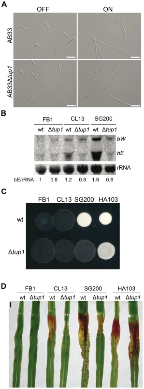 Genetic interaction between <i>tup1</i> and the <i>b</i> mating-type locus.