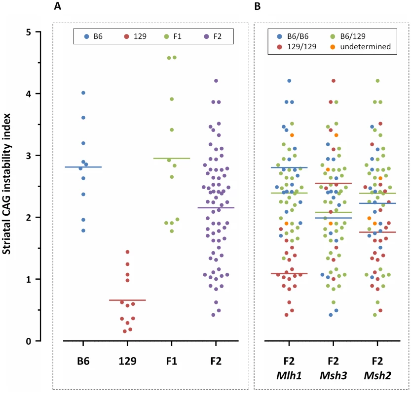 Striatal <i>HTT</i> CAG instability in 10-week-old <i>Hdh<sup>Q111/+</sup></i> mice on different genetic backgrounds.