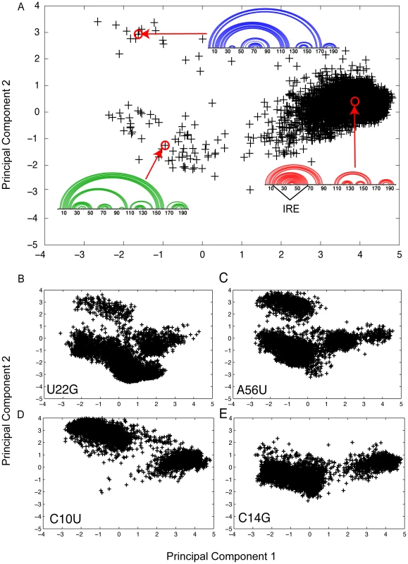 Structural analysis using Boltzmann sampling and principal cponent analysis of FTL 5′ UTR and four Hyperferritinemia cataract syndrome–associated mutations <em class="ref">[<b>39</b>]</em>.
