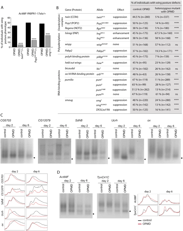 Poly(A) tail length regulation plays a major role in the OPMD <i>Drosophila</i> model.