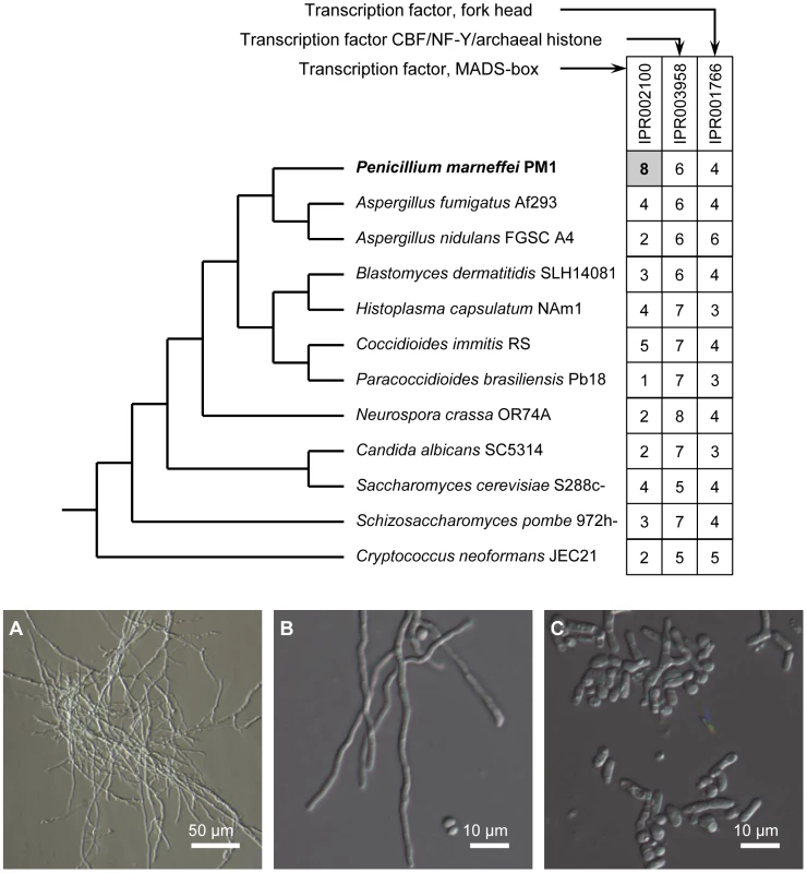 Expansion of MADS-box transcription factor gene family in <i>P. marneffei</i> and functional characterization of <i>madsA</i>.