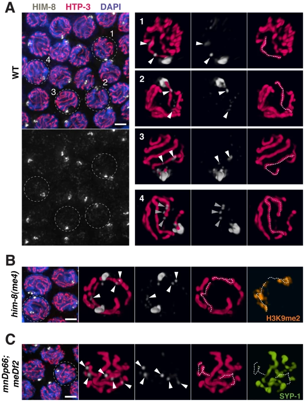 HIM-8 localizes to chromosome sites outside the <i>X</i> Pairing Center.