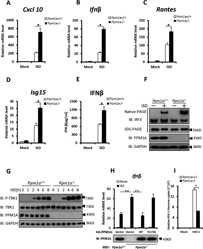 Enhanced STING signaling in <i>Ppm1a</i>-deficient cells.