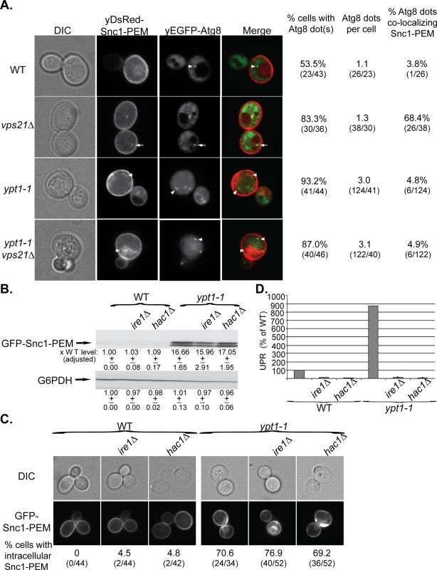 GFP-Snc1-PEM accumulates in APs of <i>vps21∆</i> mutant cells and macro-ER-phagy is independent of UPR induction.