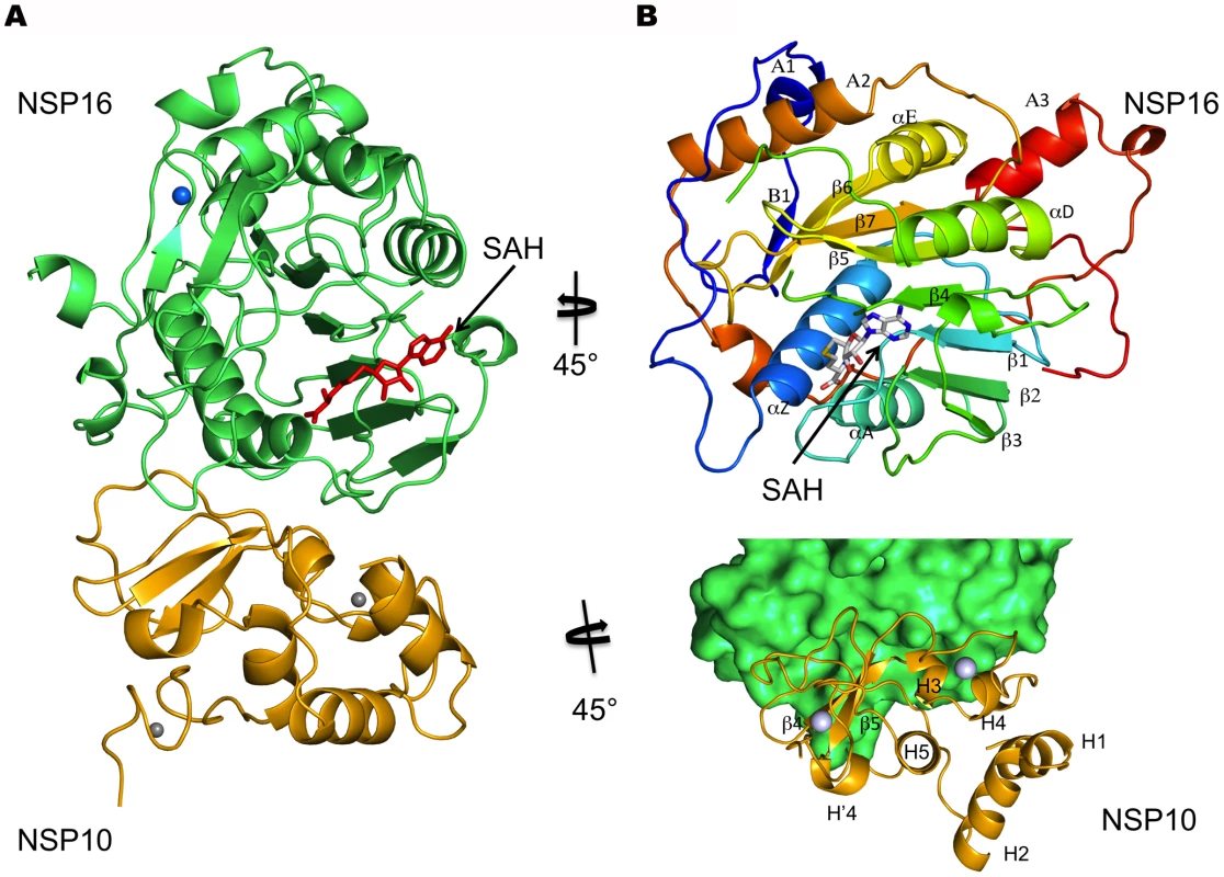 Cartoon representation of the nsp10/nsp16 complex with the reaction product SAH and metal ions.