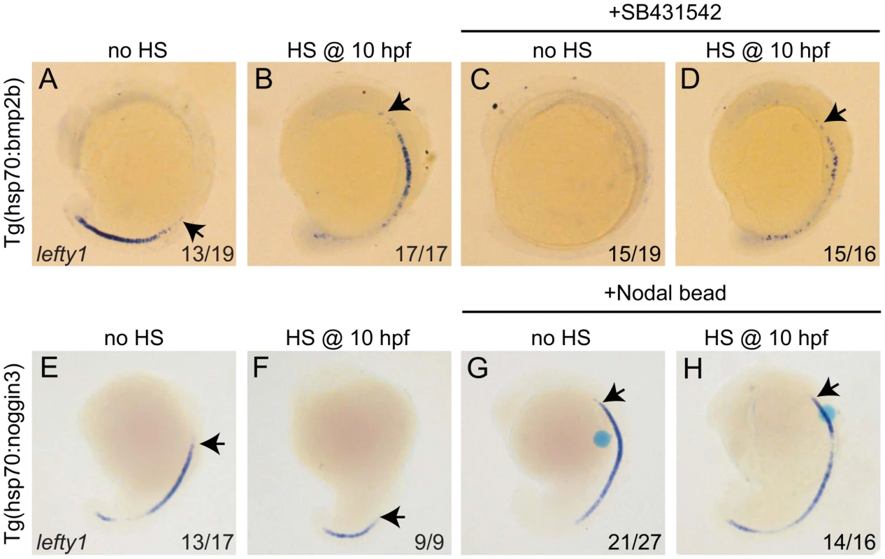Bmp and Nodal induce <i>lefty1</i> independently.