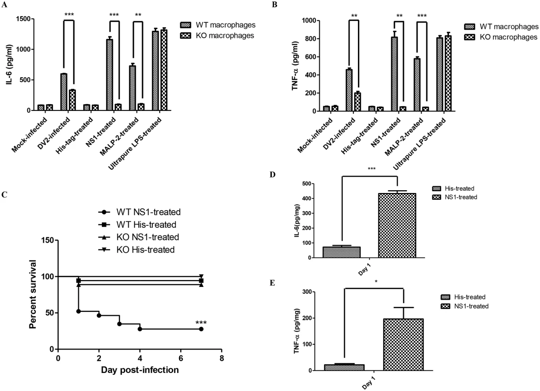 DV NS1 protein activates TLR6 of mice.