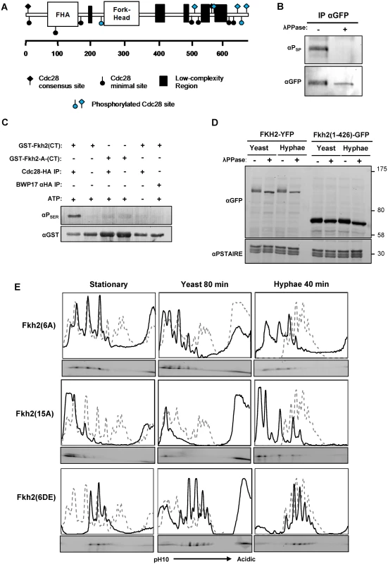 Fkh2 is phosphorylated by Cdc28.