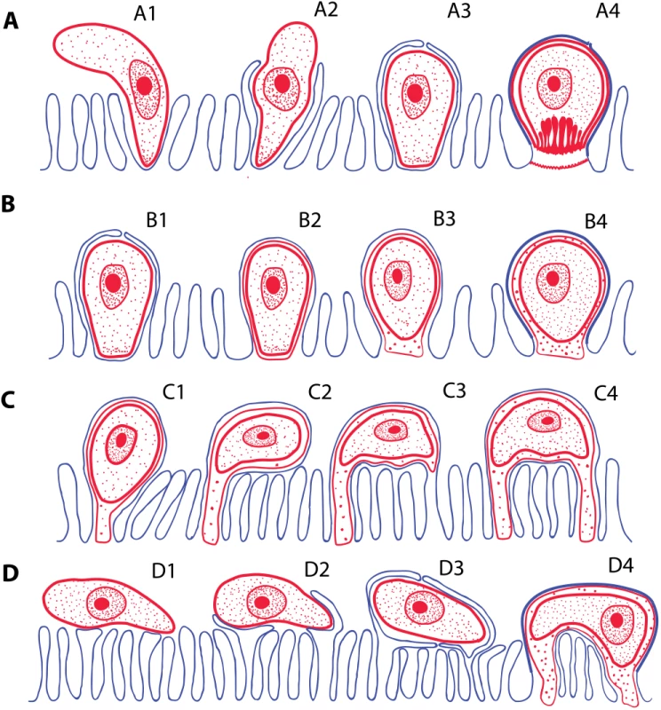 Schematic interpretation of mechanisms of host invasion by the epicellular (EPCL) piscine cryptosporidians and coccidians.