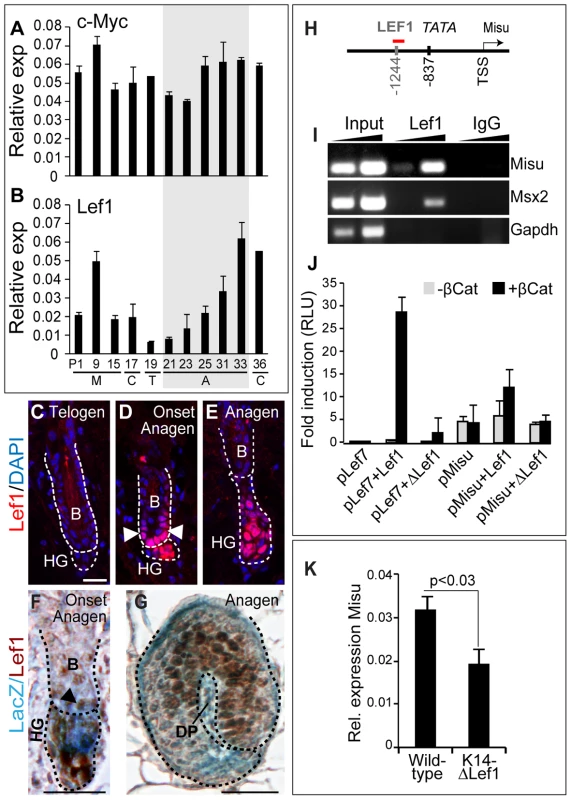 Misu is a down-stream target gene of the Lef1/β-Catenin complex in adult skin.
