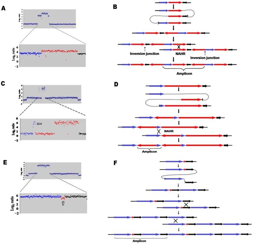 Model for the formation of complex structures by template switch events.