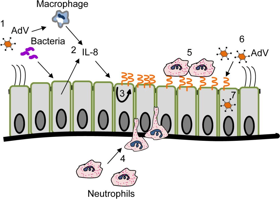 Schematic of IL-8-mediated enhancement of AdV entry into polarized epithelia.