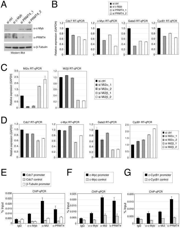 PRMT4 and Mi2 are direct transcriptional regulators of c-Myb target genes in human haematopoietic cells.