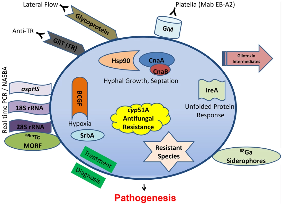 Recent diagnostic and therapeutic target advances against <i>Aspergillus fumigatus</i>.