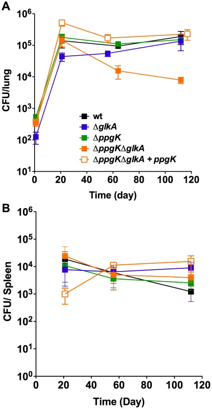 Glucose phosphorylation is required for mycobacterial persistence in lungs of chronically infected mice.